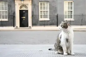 这只猫不简单，惊动了首相府图片
