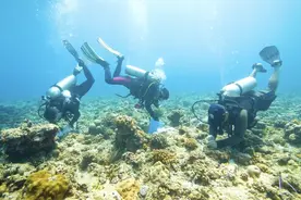 追光者｜我在南海种珊瑚图片
