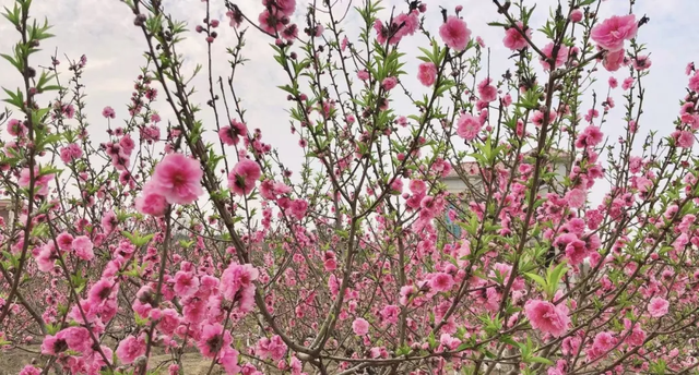 2.5h缩短至1h车程！趁高速通车来这两座宝藏小城，品品茶香和诗意……