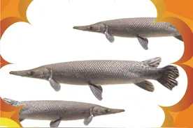 禁止放生外来水生物种名单图片