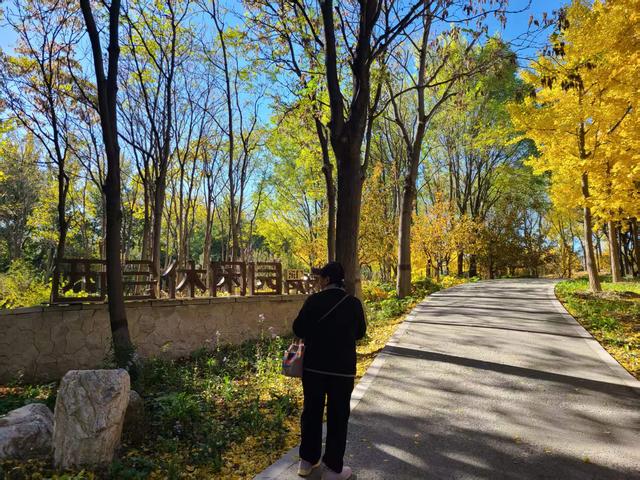 西会休闲园焕新回归，居民打卡秋日美景