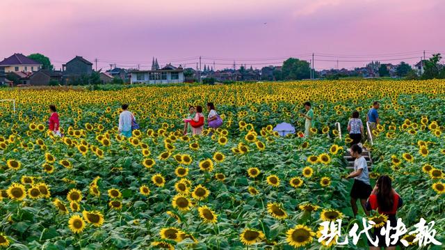 超级出片！泰州250亩油葵花海进入盛花期，对市民免费开放