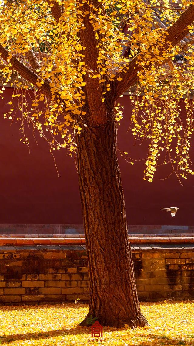 转发收藏！故宫初冬鎏金壁纸上新了
