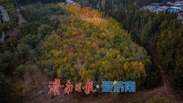 一年四季 泉在济南丨济南小清河源头湿地公园：秋色斑斓，湿地生态绘就自然之美