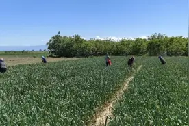 伊宁县下他郡村：蒜薹喜丰收 蒜农采摘忙图片