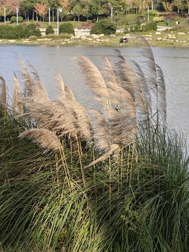 “飞雪”落中原，美了美了～