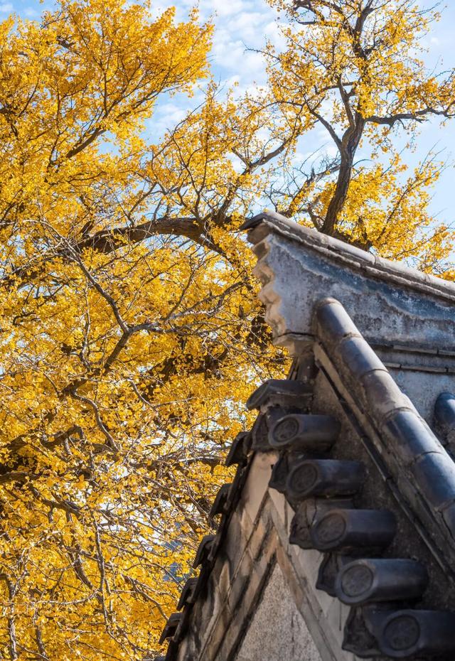 青岛赏秋去哪里？这几个地方别错过！