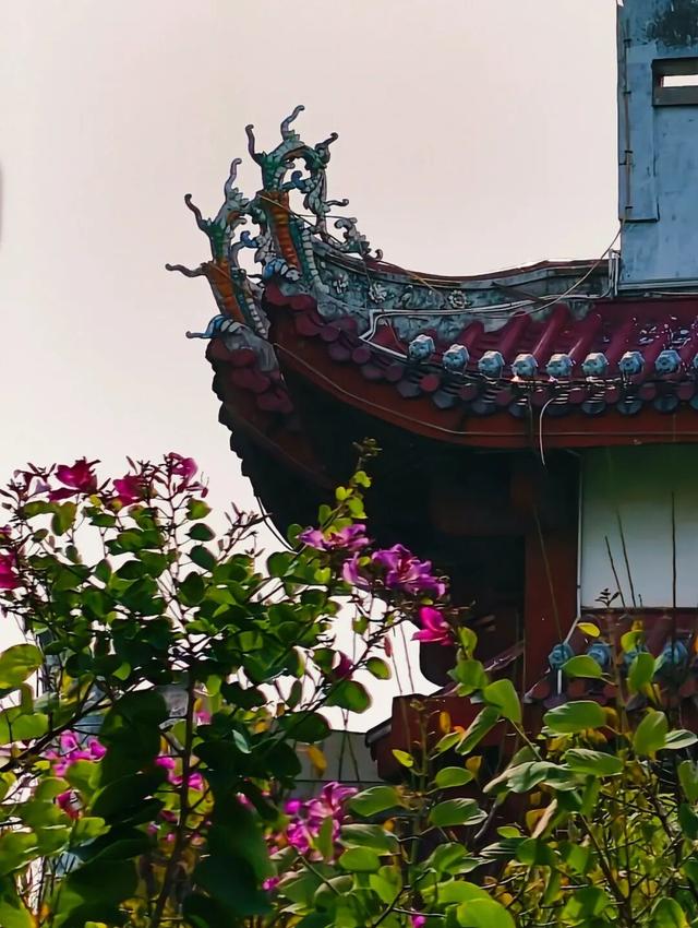 新晋打卡点！泉州市区这些限定“花海”全都美翻了……