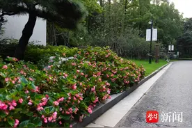 花花“视”界|南京莫愁湖公园秋海棠盛开图片