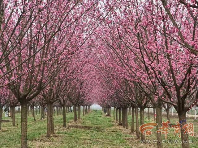 西安鄠邑万株梅花竞相绽放
