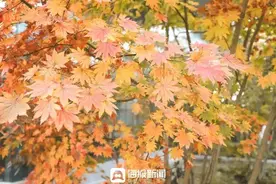 11月，去日照！图片