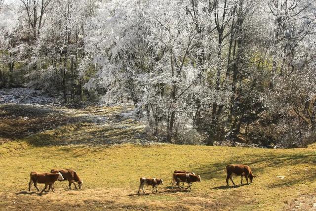 超出片！毕节冬日限定美景进入最佳观赏期