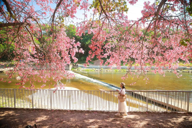 全城“粉”了！地铁直达→