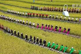 收割、摸鱼、捡鸭蛋：云南石屏农事比赛欢庆丰收图片