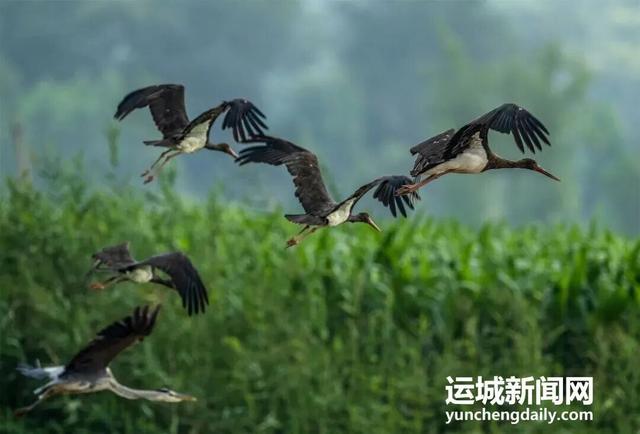 运城九大观鸟胜地邀你共赴冬日童话～