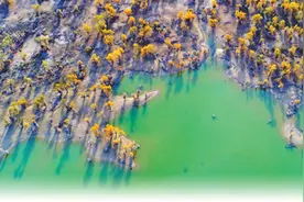 胡杨林“喝上”生态水（探访）图片