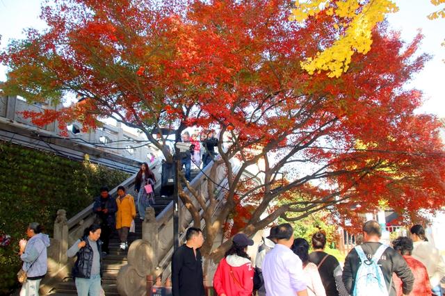 江苏苏州：古山塘红枫掩映 水巷冬景醉游人