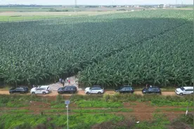 湛江徐闻蕉农陈杰文：行业“逆行者”建起“香蕉王国”图片