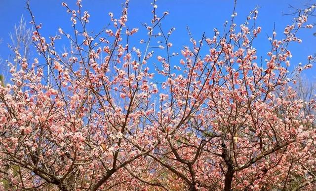 冬樱花、梅花、郁金香、虞美人......昆明最全赏花攻略请查收