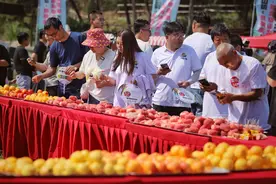 平谷2024鲜桃季正式开启 名优大桃陆续上市图片