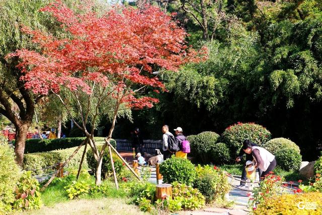 无需远行，来青岛这里尽享斑斓美景