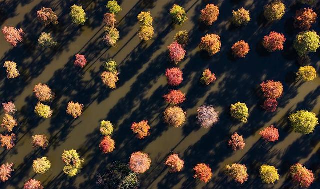 涨渡湖湿地公园池杉林：“水上森林”冬景美如画