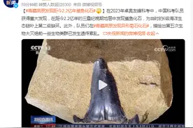 青藏高原发现距今2.2亿年鲨鱼化石图片