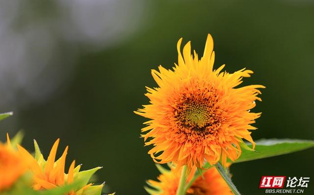 在向日葵花海里追逐阳光，是一场秋天的仪式感