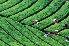 浙江绍兴：到越城看“离城最‘静’的茶园”图片