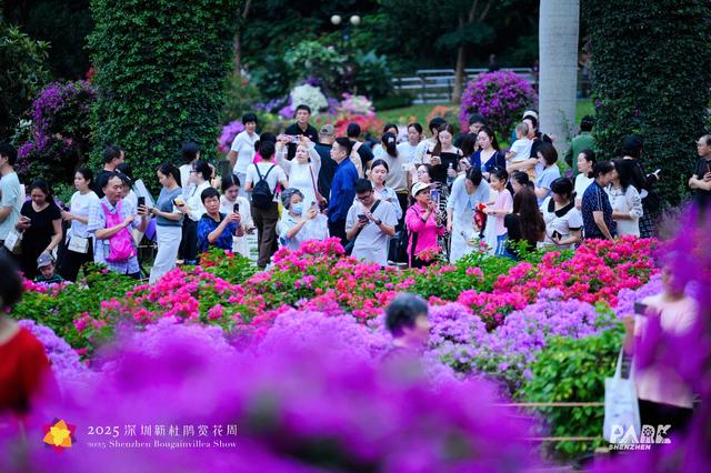 15天，125.95万人次，深圳簕杜鹃赏花周火爆收官！