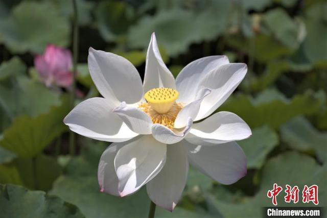 头伏饺子二伏面，为啥这么吃？