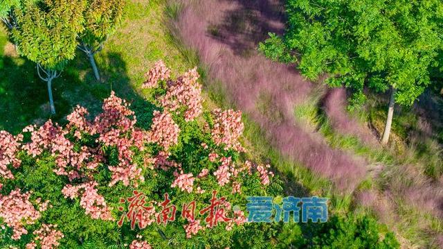 秋色如画正当时 望岳康体公园粉黛花开引客来