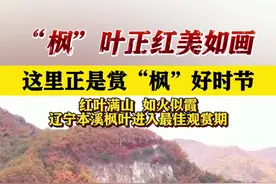 “枫”叶正红美如画 辽宁本溪枫叶进入最佳观赏期图片
