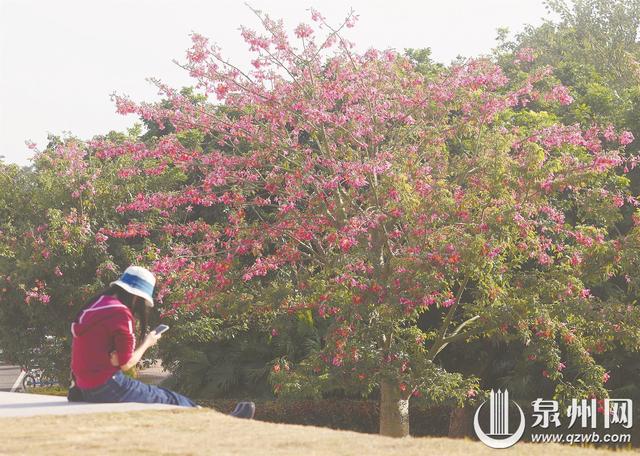 邂逅冬日粉色浪漫