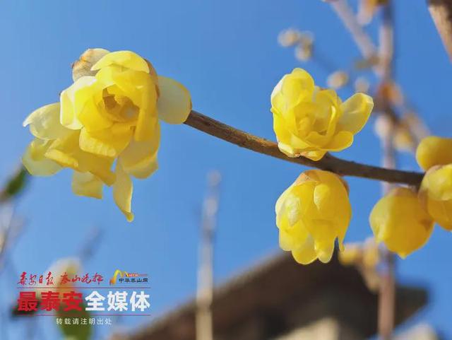 泰山一天门素心蜡梅凌寒绽放