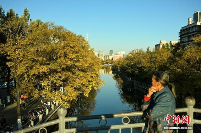 昆明大观河畔滇朴鎏金绘就冬日惬意图景