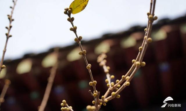 组图丨泰山脚下王母池：红墙映蜡梅 寒香醉冬阳