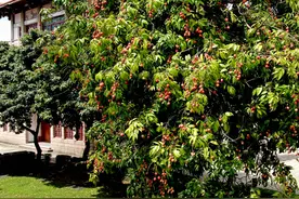 《长安的荔枝》火了！福州古荔树上也挂着千年甜蜜，“不上火”吃法在这→图片