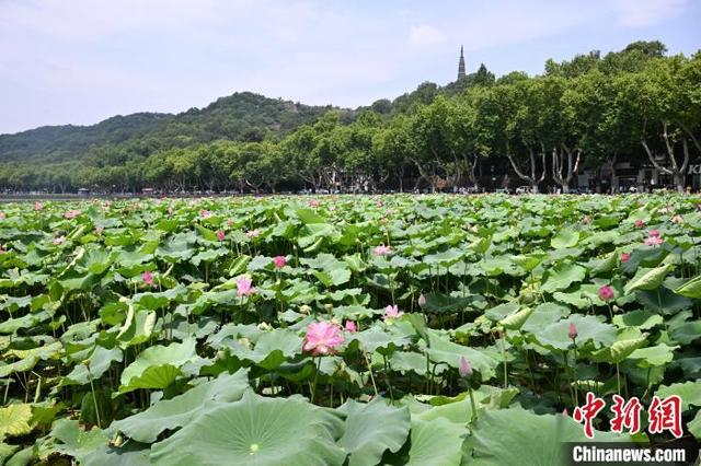 杭州西湖荷花迎盛花期 夏日美景吸引游人