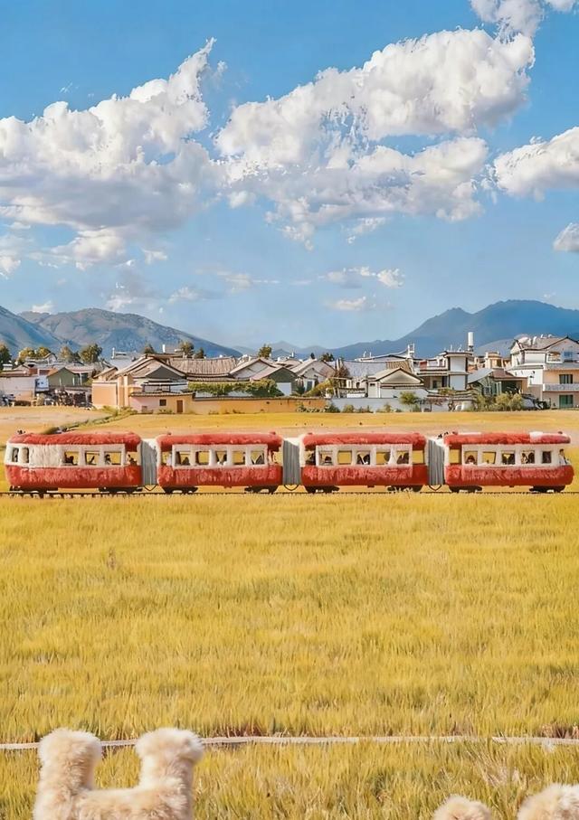 萌化了！大理全城“穿”毛衣~