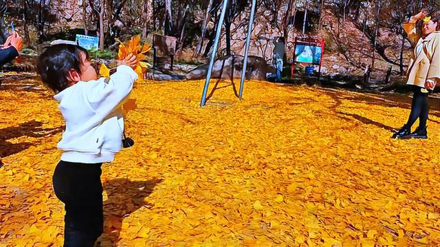 立冬后大舟山千年银杏 “逆寒” 金黄 自驾赴一场冬初童话之约