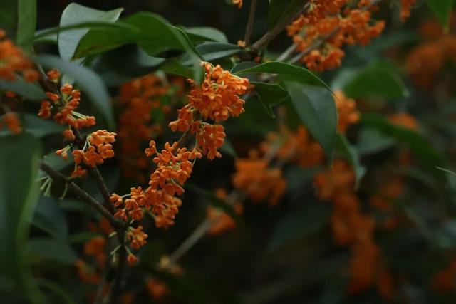 点 击 ↑ 看莲都的秋天