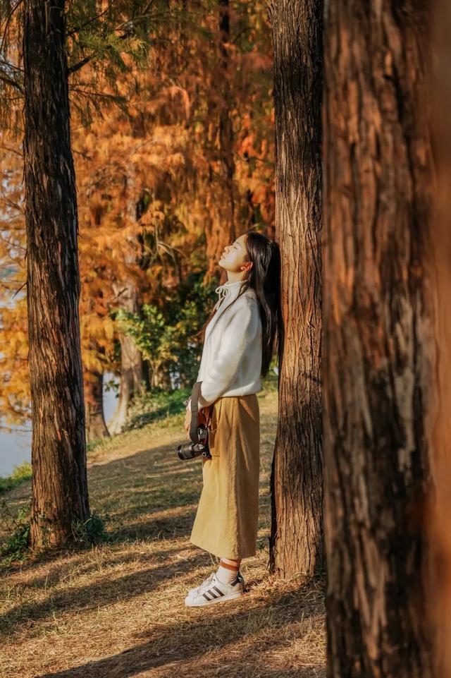 里水落羽杉红了！这些打卡点最出片→