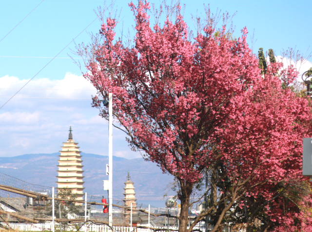 心动预警！大理这份粉色浪漫太治愈了