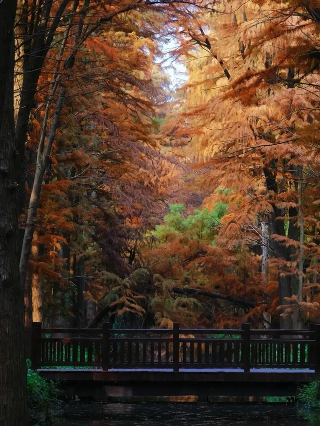 苏超冠军城市啥样？泰州官宣放大招：全球免费！