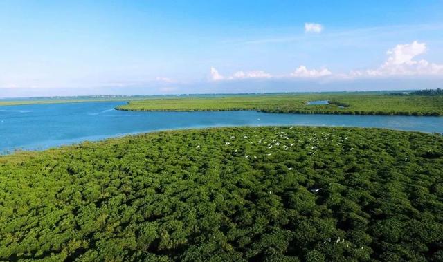 暖冬“追鸟”去！在海口美兰，邂逅灵动之美~