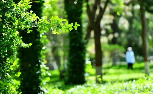 石家庄“绿野仙踪”又上线啦！3000余平方米童话秘境等你来打卡