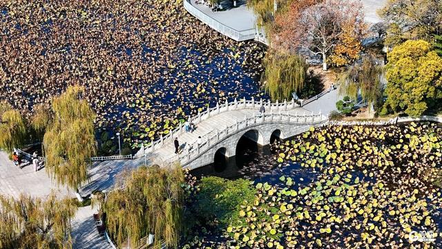 秋染双珠：斑斓叶色与湖光闲情