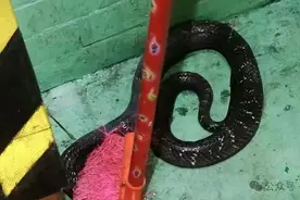 当心！福州惊现眼镜蛇，一天4起图片