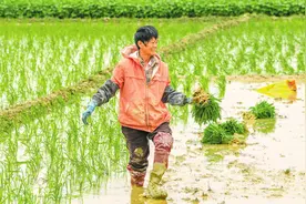 海口：水稻插秧正当时 冬瓜丰收倒计时图片